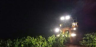No se podrá vendimiar ni recolectar aceituna de noche con máquina ni podar a partir de marzo vendimia nocturna