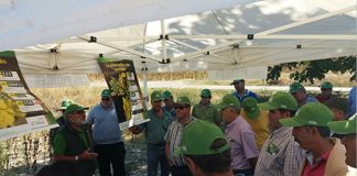 40 agricultores se interesan por nuevas técnicas de girasol