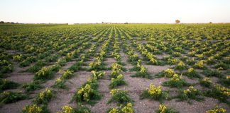 Las nuevas plantaciones de viñedo se podrán solicitar a partir del 15 de enero viñedo