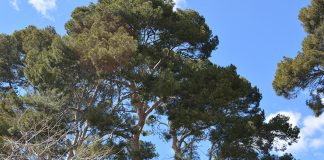 9 de marzo. Plazo ayudas a la cooperación para el suministro sostenible de biomasa