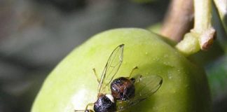 La mayor presencia de la mosca del olivo se percibe en la zona de Los Yébenes (Toledo) mosca del olivo