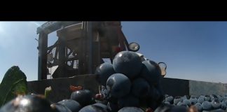 Vendimia de tempranillo DO La Mancha