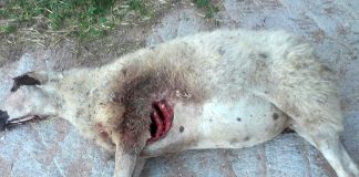 Ataques de lobos al ganado se multiplican en la Sierra Norte (Guadalajara)