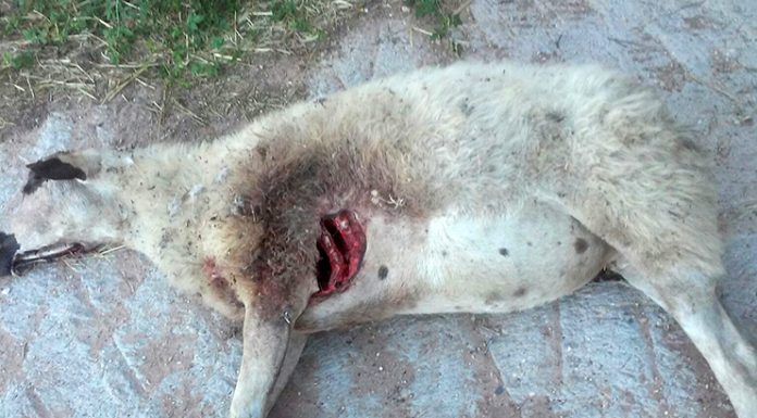 Ataques de lobos al ganado se multiplican en la Sierra Norte (Guadalajara)