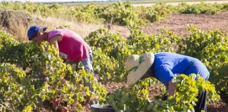 Castilla-La Mancha, Comunidad Autónoma en la que más bajó el paro en septiembre, gracias a la agricultura