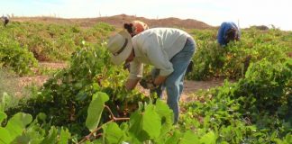 El airén marca el tramo final de vendimia