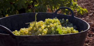 La variedad Airén, en regadío, podría recibir ayudas en la próxima reestructuración de viñedo de Castilla-La Mancha uva airén