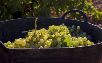 Publicados los precios de las uvas de la vendimia 2024 para La Mancha uva airén