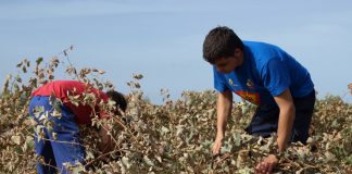 Cuadrillas de jóvenes vendimiadores vuelven a los viñedos de La Mancha