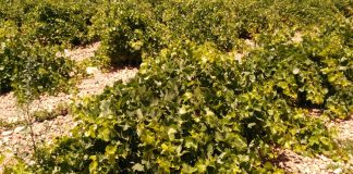 Ampliación plazo hasta 1 de junio de arranques vitícolas