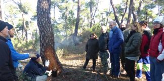 La extracción de resina, nuevo nicho de trabajo en Cuenca resina