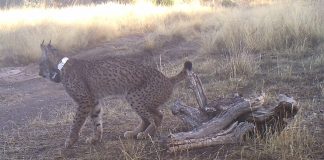 Condenan la muerte de un lince ibérico en Montes de Toledo