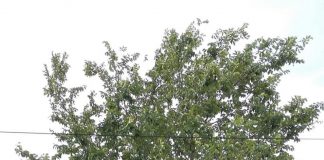 Convenio para la conservación de los olmos ibéricos