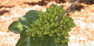 Un estudio sobre consumo pistacho en embarazadas demuestra sus propiedades saludables