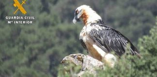 Investigados por matar quebrantahuesos en Yeste (Albacete) para proteger su ganado