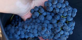 Termina la vendimia en DO Valdepeñas con 5% menos de cosecha