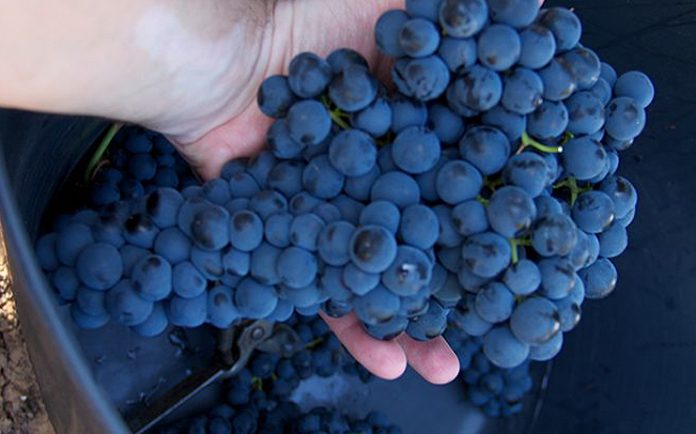 vendimia-valdepenas-864x432