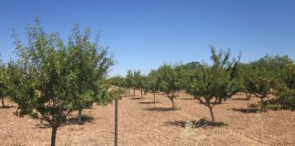 Gobierno regional reclama más agua para almendra y otros cultivos leñosos
