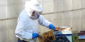 Unión de Uniones pide aumentar el presupuesto para los programas apícolas