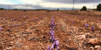 El azafrán se podrá asegurar de mayo a septiembre