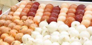 PROCECAM destaca la alta demanda de los calibres grandes de cebollas cebollas