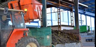 El Progreso comenzará a recoger la arbequina la semana que viene