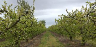 Los agricultores españoles, tranquilizados tras la renovación del uso del glifosato