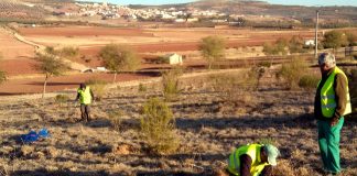 Terrinches se implica de nuevo en «Ningún Pueblo sin Bosque»