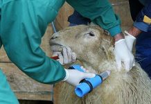 Los veterinarios, profesión de riesgo por su salud mental veterinarios