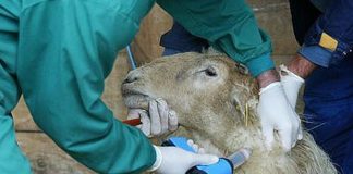 Almagro acogerá las jornadas «Veterinaria y Bienestar Animal» veterinarios