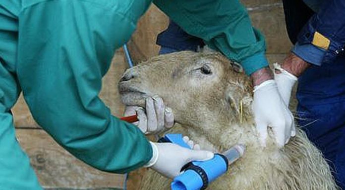 Los veterinarios, profesión de riesgo por su salud mental veterinarios