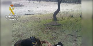 Detenidas 16 personas por uso ilegal de venenos para caza