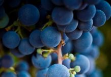 Expertos internacionales recorrerán España para conocer el potencial de la uva Garnacha