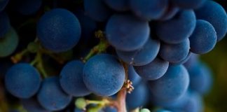 Expertos internacionales recorrerán España para conocer el potencial de la uva Garnacha