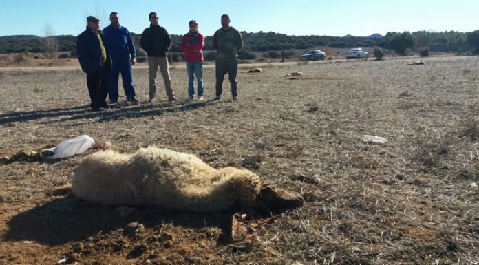 Piden a las fuerzas de seguridad que actúen en el caso de envenenamiento de 70 ovejas