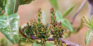 Las yemas de pistacheros del centro ‘El Chaparrillo’ se podrán solicitar entre el 15 de marzo y el 15 de abril pistachos