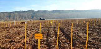 Buscan recuperar cultivos tradicionales de leguminosas en Castilla-La Mancha