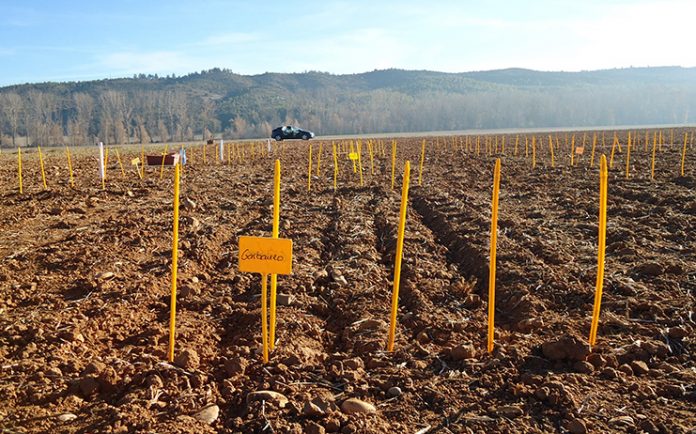 Siembra de garbanzo en parcela control