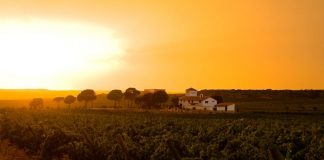 Mayor viñedo de Garnacha Tintorera ecológica europeo está en Castilla-La Mancha