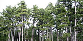 Propone cuantificar valor económico de fijación de CO2 en gestión forestal