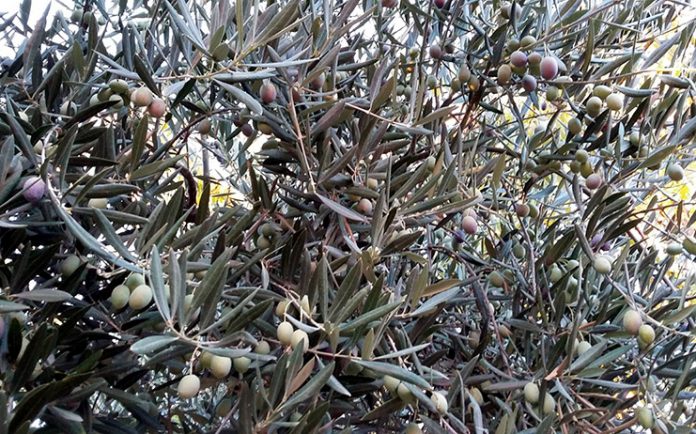 el progreso aceituna en noviembre