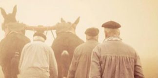 Jornadas tradicionales de Granátula (CR): trilla con mulas, matanza y gastronomía