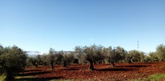 Detectan baja incidencia de enfermedades del olivo, como prays