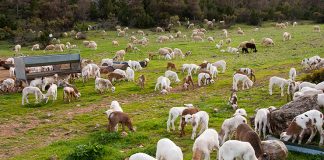 La guerra dispara la crisis de costes en una ganadería que reduce su cabaña ovino