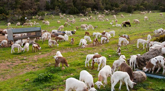 25% de explotaciones de ovino de leche podría cerrar en 2018 ovino