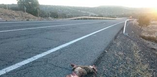 Prepara actuaciones para disminuir atropellos de lince ibérico en carreteras