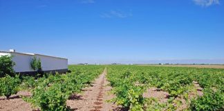 Riego y nutrición para mayor competitividad y sostenibilidad de la vitivinicultura