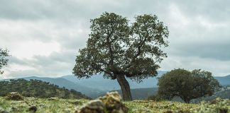 España presiona para aprobar la Ley de Restauración de la Naturaleza Paisaje