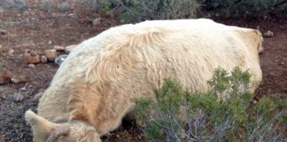 Los Estados Miembros podrán compensar hasta el 100 % de daños causados por el lobo y animales protegidos