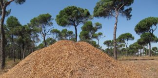 El sector de la biomasa alerta de la pérdida de 30.000 empleos por su norma de retribución biomasa fósil